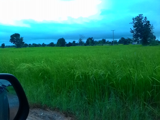 ข้าวสุกเหลืองแล้วคะรอรถเกี่ยวรีบจับจองคิวเกี่ยวมีที่พักพร้อม