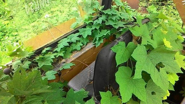 รถตัก ขุดหลัง JCB 3C เครื่องดี เกียร์ดี ปั้มดี ระบบทำงานดี ครบ.