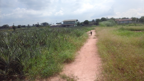 ขายที่ดิน 3 แปลงเล็กติดกันอยู่บ้านหนองหอย.ซอยแก่งกระทิง