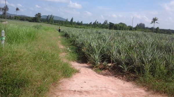 ขายที่ดิน 3 แปลงเล็กติดกันอยู่บ้านหนองหอย.ซอยแก่งกระทิง