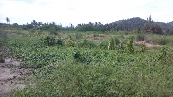 ขายที่ดิน 3 แปลงเล็กติดกันอยู่บ้านหนองหอย.ซอยแก่งกระทิง