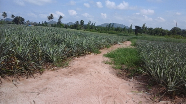 ขายที่ดิน 3 แปลงเล็กติดกันอยู่บ้านหนองหอย.ซอยแก่งกระทิง