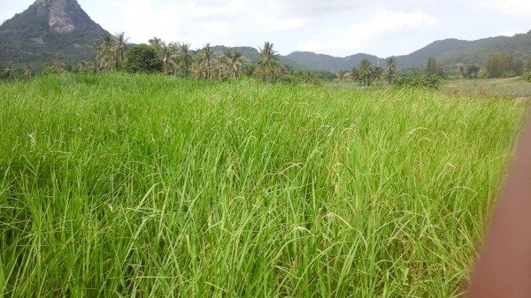 ขายที่ดิน 3 แปลงเล็กติดกันอยู่บ้านหนองหอย.ซอยแก่งกระทิง