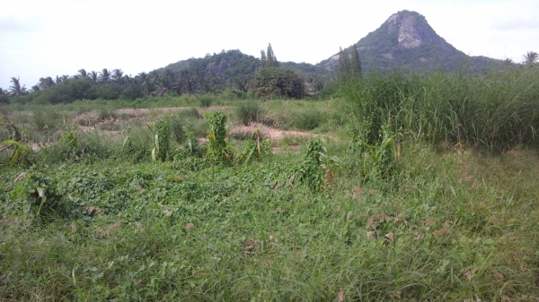 ขายที่ดิน 3 แปลงเล็กติดกันอยู่บ้านหนองหอย.ซอยแก่งกระทิง