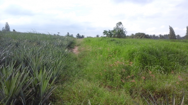 ขายที่ดิน 3 แปลงเล็กติดกันอยู่บ้านหนองหอย.ซอยแก่งกระทิง