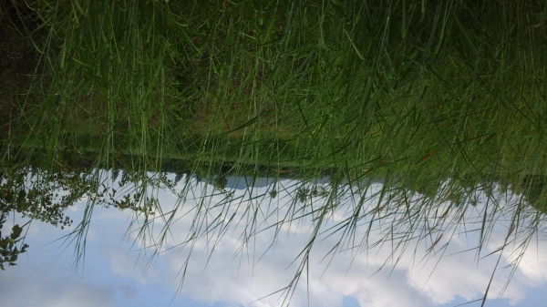 ขายที่ดิน 3 แปลงเล็กติดกันอยู่บ้านหนองหอย.ซอยแก่งกระทิง