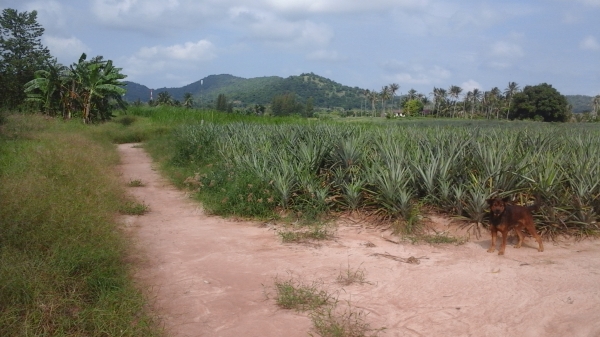 ขายที่ดิน 3 แปลงเล็กติดกันอยู่บ้านหนองหอย.ซอยแก่งกระทิง