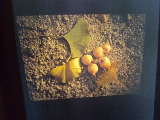 เครื่องฉายสไลด์แบบถาดหมุน