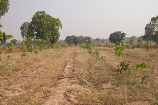 ฝากขายที่ดิน 7.3ไร่มีโฉนด