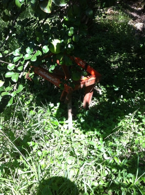 ตัวขุดมัน