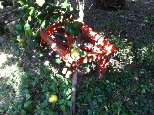 ตัวขุดมัน