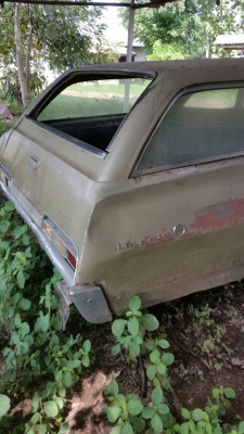 (จองแล้ว)ขาย ซาก เชฟ อิมพารา (จองแล้ว)ขาย ซาก เชฟ อิมพารา