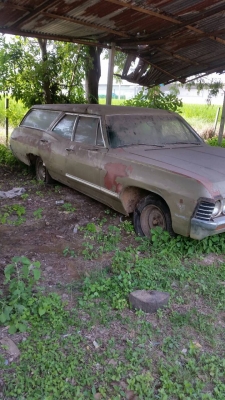 (จองแล้ว)ขาย ซาก เชฟ อิมพารา (จองแล้ว)ขาย ซาก เชฟ อิมพารา