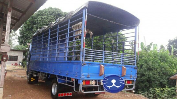 ขายๆ 570,000บ.หกล้อ อีซูซุ NQR150โบว์ ปี47ยาง8.25เรเดียล ช่วงยาว5.50ม สภาพนางฟ้าสวยกริบบางเดิมทั้งคัน