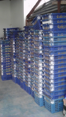 ขายลังใส่ผลไม้