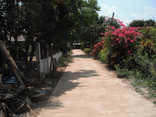 ขายที่ดิน อ.เชียงดาว จ.เชียงใหม่ 1-0-40