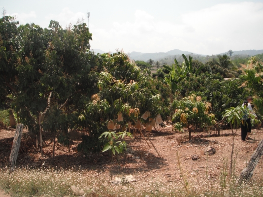 ขายที่ดิน อ.เชียงดาว จ.เชียงใหม่ 1-0-40