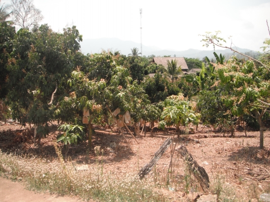 ขายที่ดิน อ.เชียงดาว จ.เชียงใหม่ 1-0-40