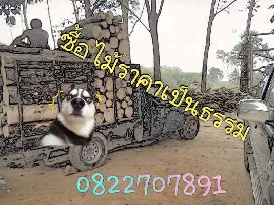 ซื้อไม้ยาง