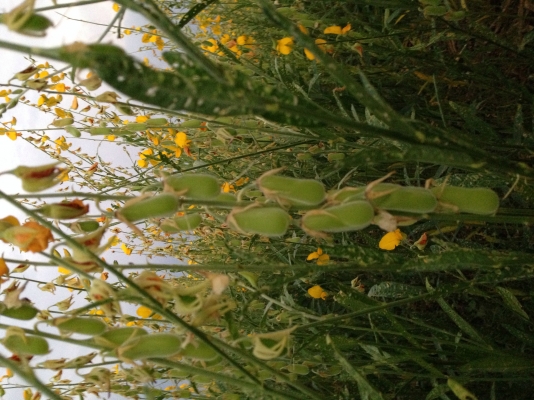 เมล็ดปอเทือง เมล็ดปอเทือง