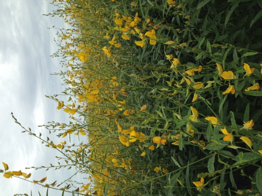 เมล็ดปอเทือง เมล็ดปอเทือง