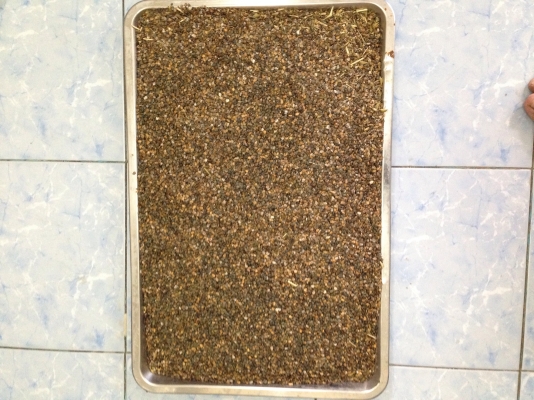 เมล็ดปอเทือง