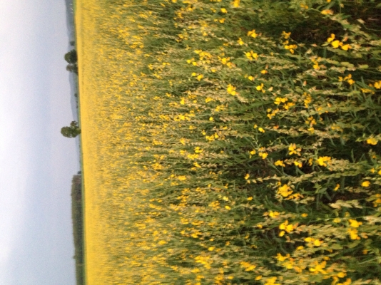 เมล็ดปอเทือง เมล็ดปอเทือง