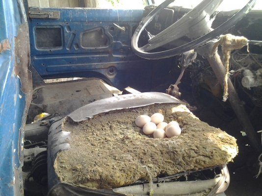 ขายตามสภาพรถนวดข้าว4ล้อกลางนิสสันเครื่องอีซูซุ85แรงตู้นวดสิงเปลือยจัมโบ