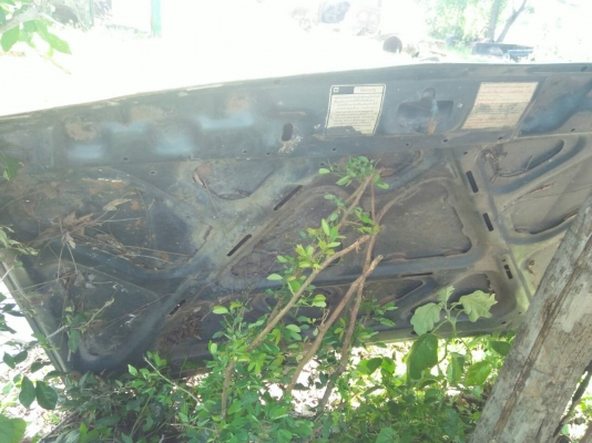 ขายคอนโชนหน้า ฝากระโปรง คัชชี อีชูชุ มังกร 9900 บาท