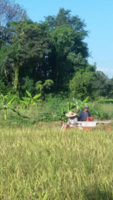 วันนี้วันเดียวครับลดสุดๆเพียง45000บาท รถเกี่ยวนวดข้าวนั่งขับเล็กพร้อมใช้ ราคาเบาๆ ครับดีกว่าจ้างแรงงานคนครับวันละ2-3ไร่