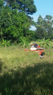 วันนี้วันเดียวครับลดสุดๆเพียง45000บาท รถเกี่ยวนวดข้าวนั่งขับเล็กพร้อมใช้ ราคาเบาๆ ครับดีกว่าจ้างแรงงานคนครับวันละ2-3ไร่