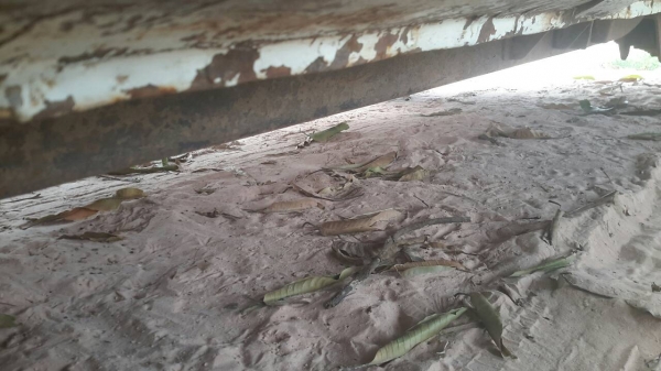 ขายรถนิสสัน บิ๊กเอ็ม กระบะ จดทะเบียนปี 35 เครื่องแดง เครื่องดี แคชซีสวย ขายตามสภาพ ขายรถนิสสัน บิ๊กเอ็ม กระบะ จดทะเบียนปี 35 เครื่องแดง เครื่องดี แคชซีสวย ขายตามสภาพ