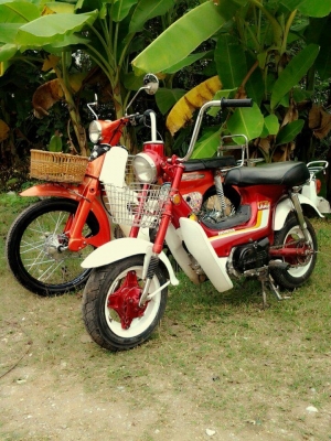 ขาย ชาลี ด่วน!!!