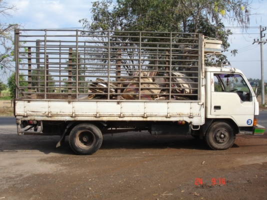 รถ 6 ล้อมิตซู แคนเตอร์ เครื่อง 100แรง ใช้มือเดียวสภาพดี สนใจโทรสอบถาม 081-8570337 คุณสวน