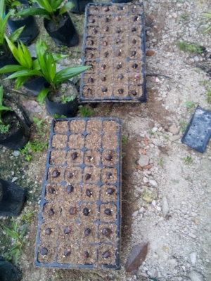 พันธ์ปาล์มทรัพย์ มอ1