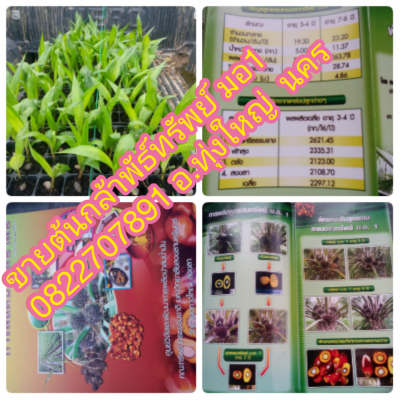 พันธ์ปาล์มทรัพย์ มอ1