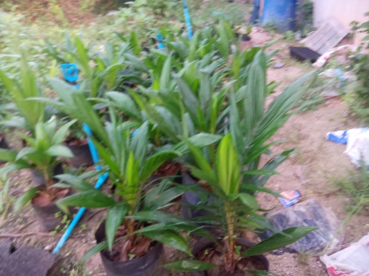 พันธ์ปาล์มทรัพย์ มอ1