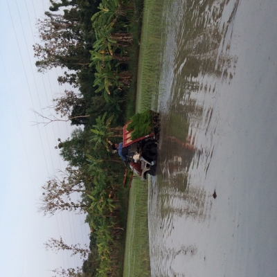 ขายรถดำนา yanmar vp4 รุ่นใหม่เก่านอก พร้อมใช้งาน ขายรถดำนา yanmar vp4 รุ่นใหม่เก่านอก พร้อมใช้งาน