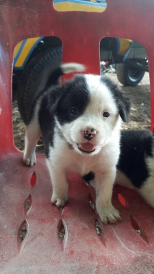 เทนเลอร์ขนาดรถเดินตาม มี2ตัว ตัวละ9900 ตามสภาพครับ