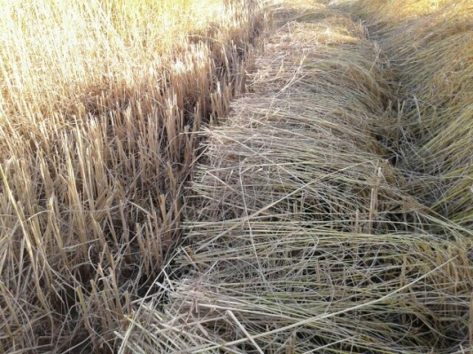 ขายด่วนถูกๆ23900 ขายด่วนถูกๆ23900