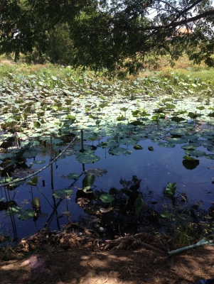 ขายทีพร้อมบ้าน