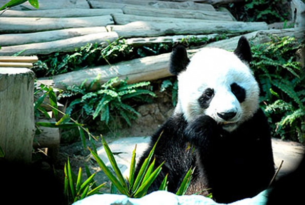 บริการรถตู้ให้เช่าพร้อมคนขับ เที่ยวได้จุใจ บริการดีเยี่ยม รถสะอาด บริการรถตู้ให้เช่าพร้อมคนขับ เที่ยวได้จุใจ บริการดีเยี่ยม รถสะอาด