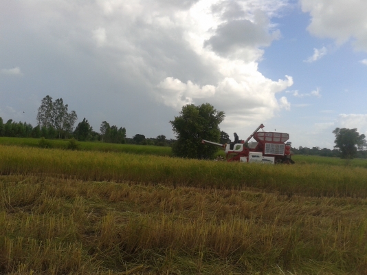 ขายแล้ว