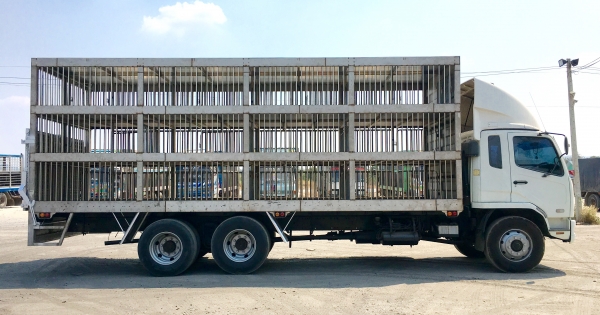 รับต่อรถบรรทุกสุกรแบบมีลิฟต์ขึ้นลง 2-3 ชั้น