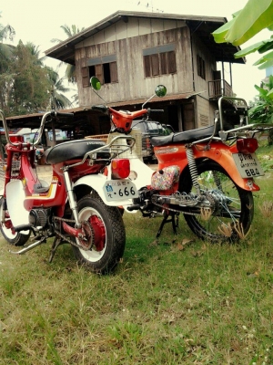 ขาย ชาลี ด่วน!!! ขาย ชาลี ด่วน!!!