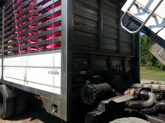 ขายครับ Hino FL1J 260 แรง ปี47 เครื่อง J08C / 1 เพลา เครื่องดี ยางดี10 เส้น ขายครับ Hino FL1J 260 แรง ปี47 เครื่อง J08C / 1 เพลา เครื่องดี ยางดี10 เส้น