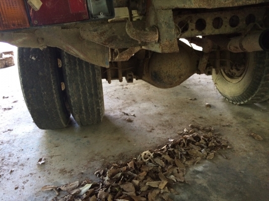 6ล้อดั้ม...110แรงISUZU. NPR57L. Fหน้าFหลัง พ.เพาเวอร์ รถบรรทุกทะลายปาล์ม