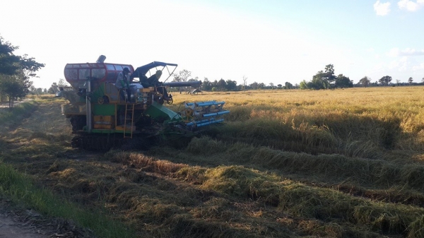 ขายรถเกี่ยวข้าวไทยเส็ง210อีซูซุอุ้ม2.5ตัน ช่วงล่าง12 ปั๊ม22 ปั๊มแยกปั่นข้าว ลูเลอร์ดี สภาพลงเกี่ยวปกติ