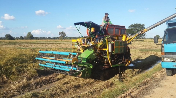 ขายรถเกี่ยวข้าวไทยเส็ง210อีซูซุอุ้ม2.5ตัน ช่วงล่าง12 ปั๊ม22 ปั๊มแยกปั่นข้าว ลูเลอร์ดี สภาพลงเกี่ยวปกติ