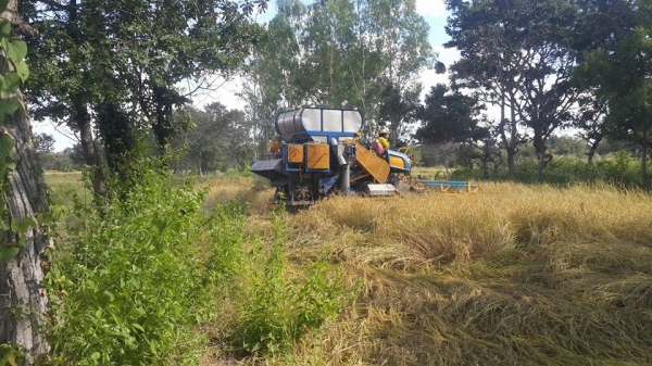 ขายรถเกี่ยวข้าว เกษตรพัฒนาไอ้หนุ่มไวไฟ ช่วงล่าง12นอก ปั๊ม23 เครื่องอีซูซุ230โบว์ พร้อมลงลุยเกี่ยว ตู้ใหม่ โซ่เต็ม